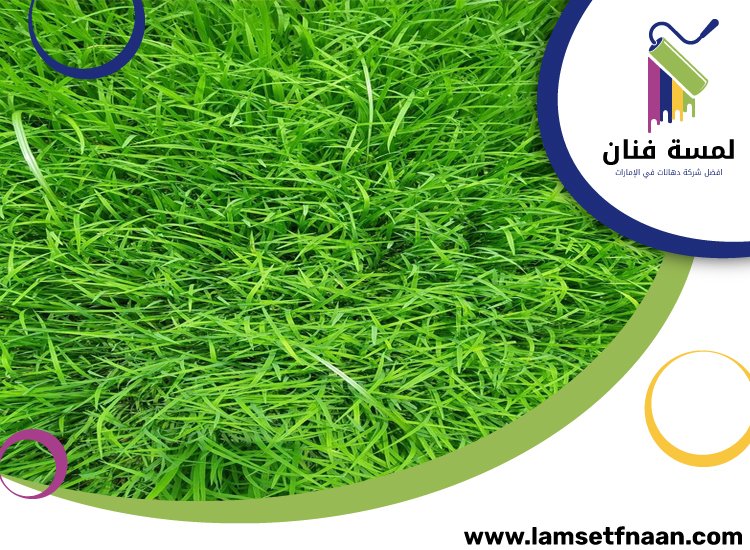 تركيب عشب طبيعي في عجمان